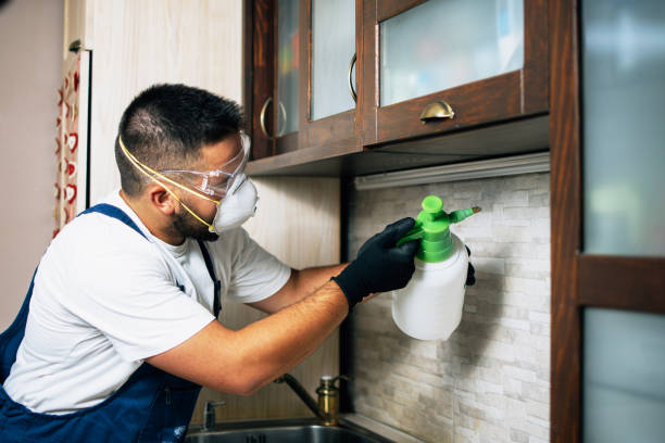 Best Flea Control Services  in Hailey, ID