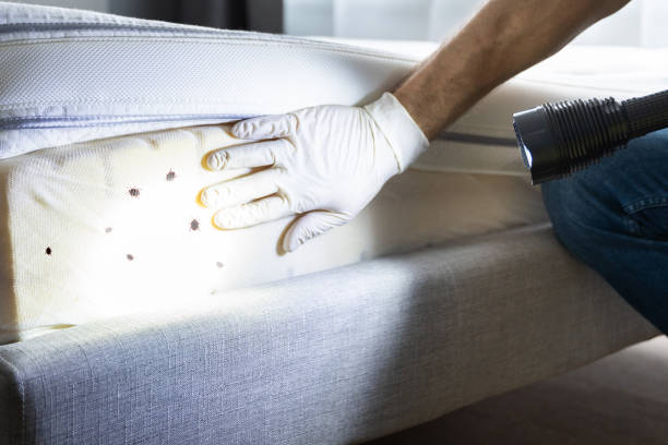 Best Emergency Pest Control  in Hailey, ID