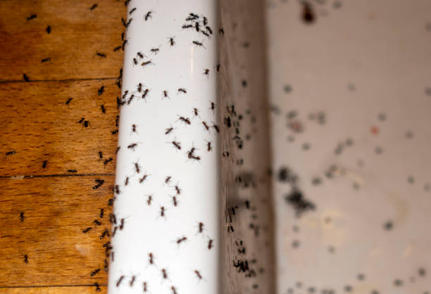 Best Exterminator Services  in Hailey, ID